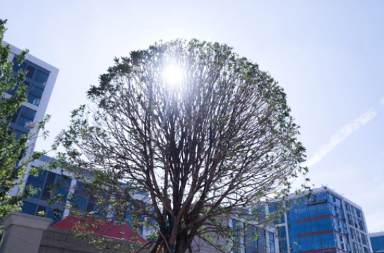 武汉康礼高级中学